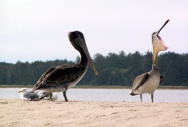 Brown-Pelican-1