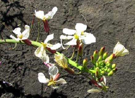 Cardamine-occidentalis-2