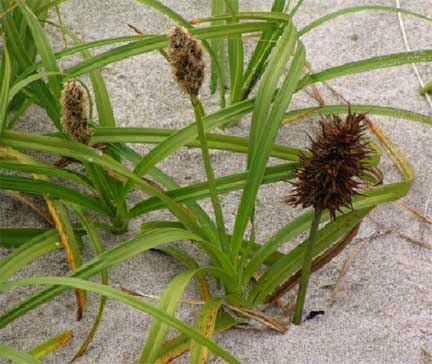 Carex-macrocephala-1