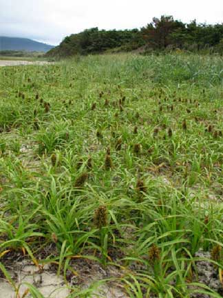 Carex-macrocephala-2