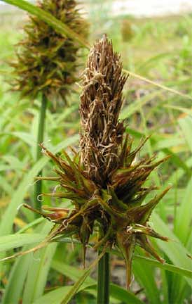 Carex-macrocephala-3