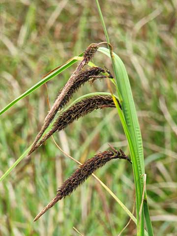 Carex-ob