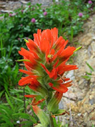 Castilleja-affinis-1