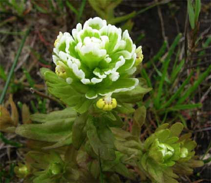 Castilleja-ambigua-1