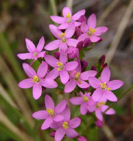 Centaurium-erythraea-1