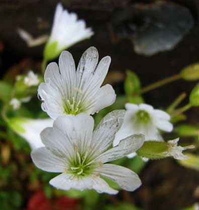 Cerastium-arvense-1