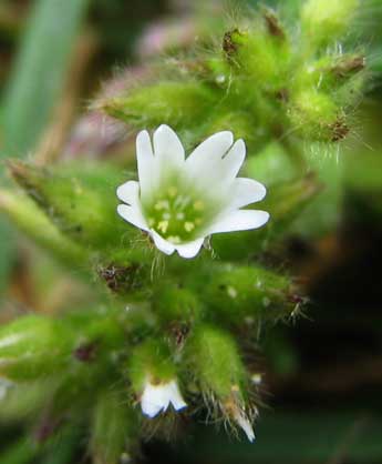 Cerastium-glomeratum-1