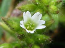 Cerastium-glomeratum-T