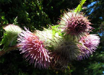 Cirsium-edule-1