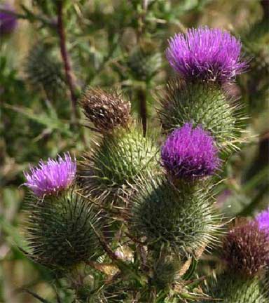 Cirsium-vulgare-1