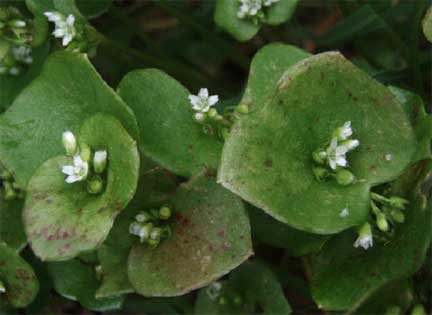 Claytonia-perfoliata-1