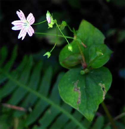 Claytonia-sibirica-1