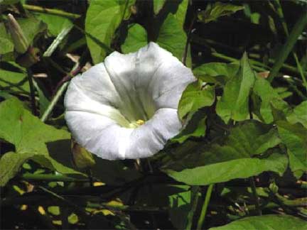 Convolvulus-arvensis-1