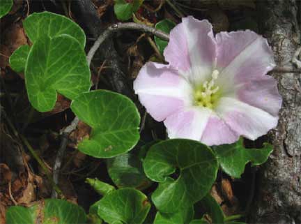 Convolvulus-soldanella-1