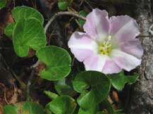 Convolvulus-soldanella-T