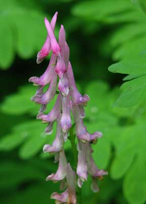 Corydalis-scouleri-1