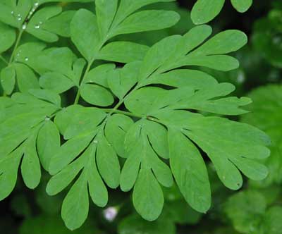 Corydalis-scouleri-2