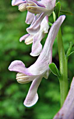 Corydalis-scouleri-3