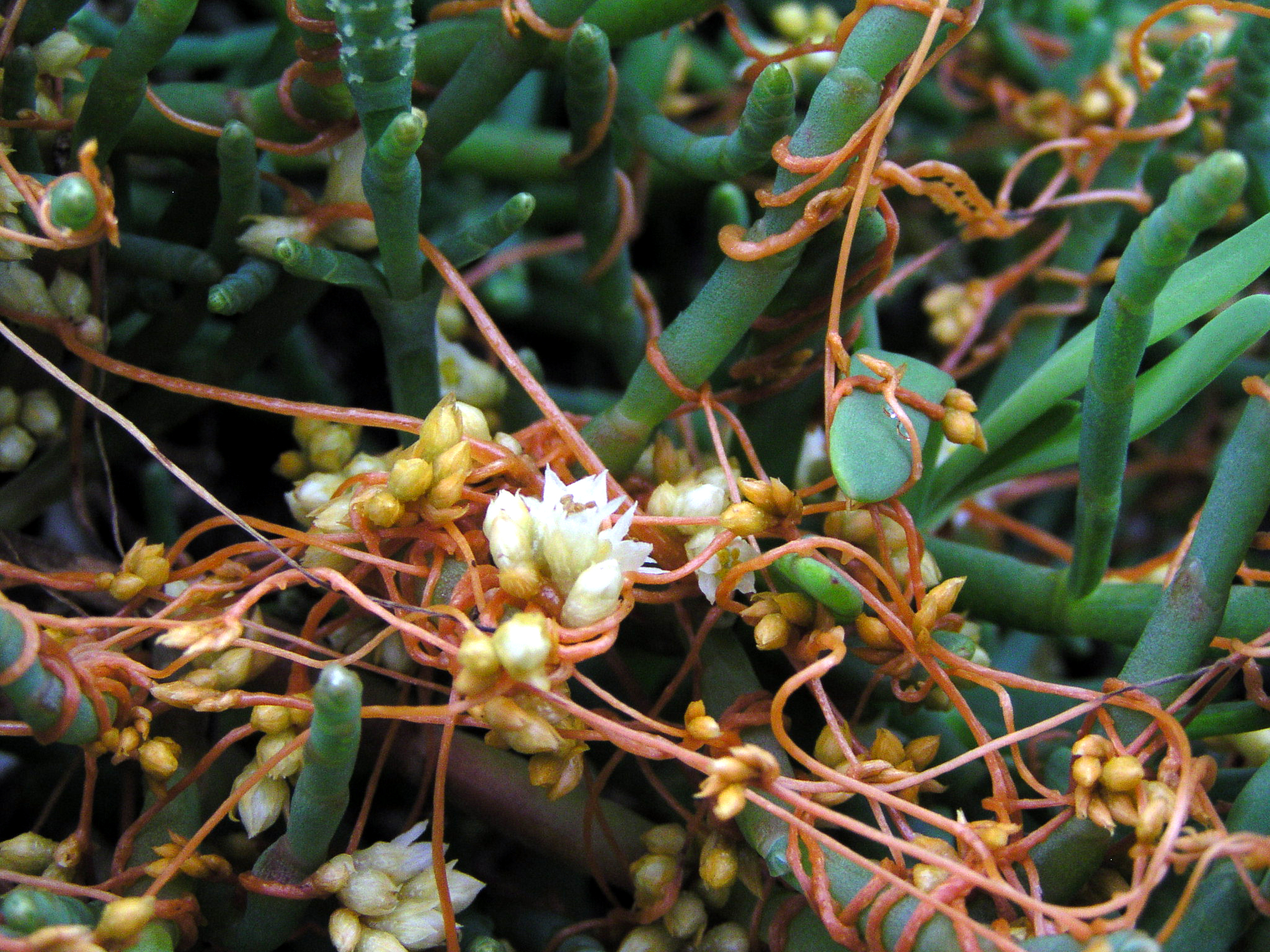 Cuscuta-salina