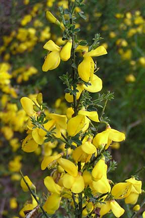 Cytisus