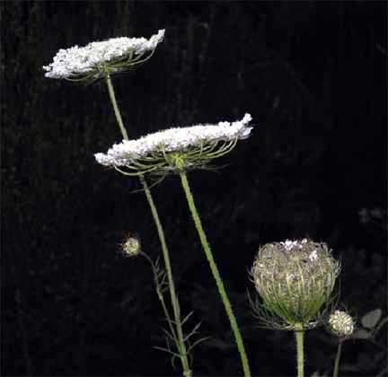 Daucus-carota-1