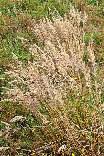 Deschampsia