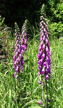 Digitalis-purpurea-1