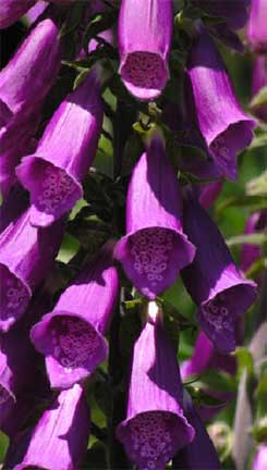 Digitalis-purpurea-2