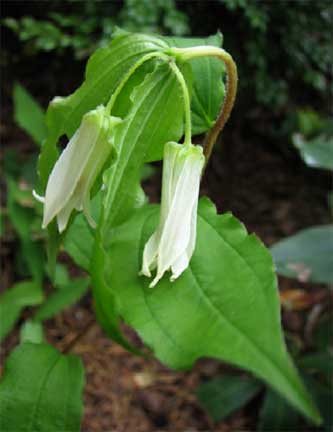 Disporum-smithii-1