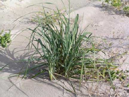 Elymus-mollis-1