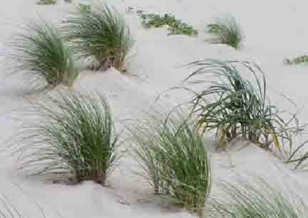 Elymus-mollis-2