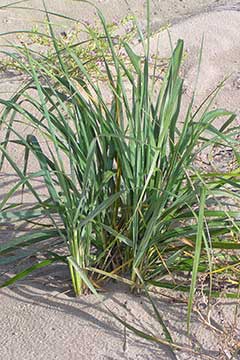 Elymus