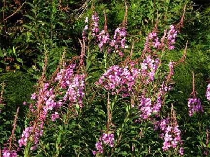 Epilobium-angustifolium-1