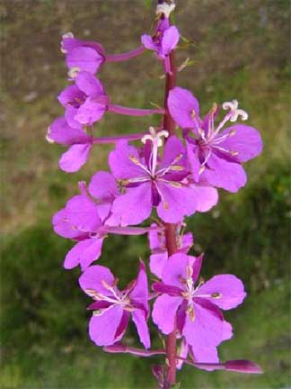 Epilobium-angustifolium-3