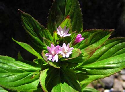 Epilobium-ciliatum-1