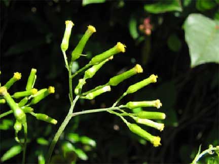 Erechtites-minima-1