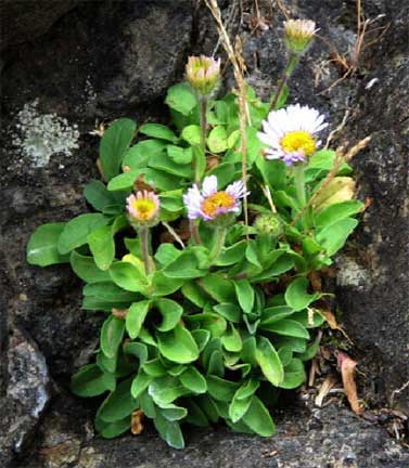 Erigeron-glaucus-1