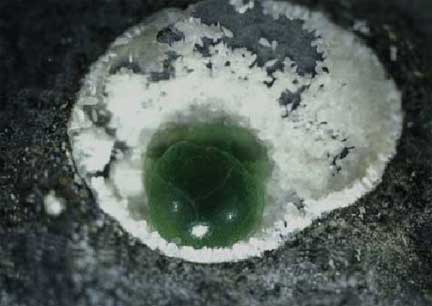 Erionite-3