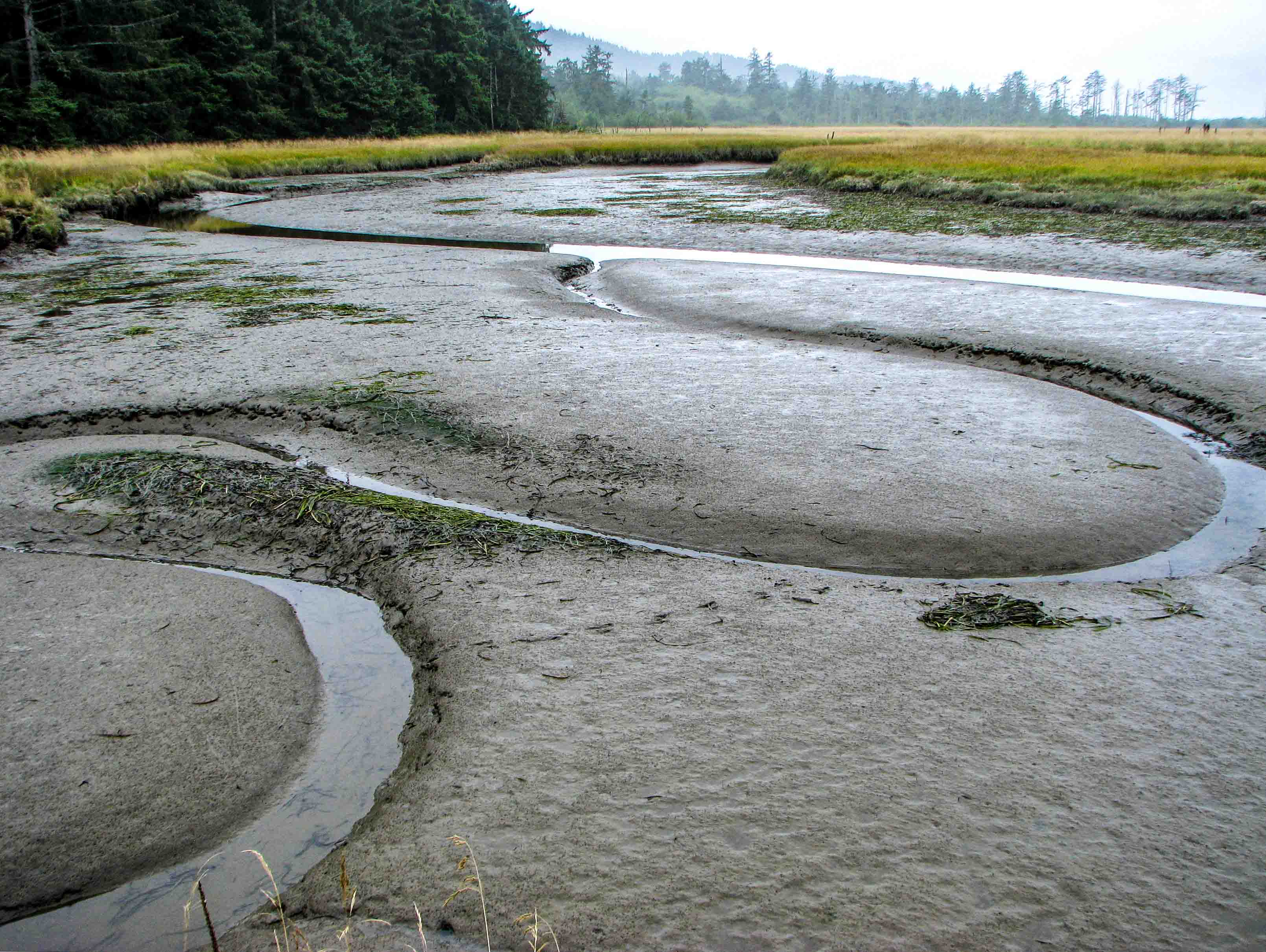 Estuarine Cannels low tide