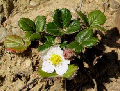 Fragaria-chiloensis-1