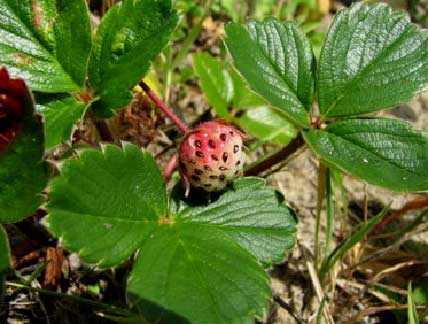 Fragaria-chiloensis-2