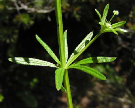 Galium-aparine-1