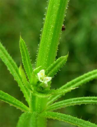 Galium-aparine-2