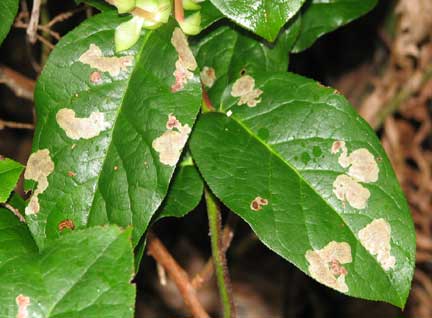 Gautheria-leaf-miner1