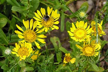 Grindelia