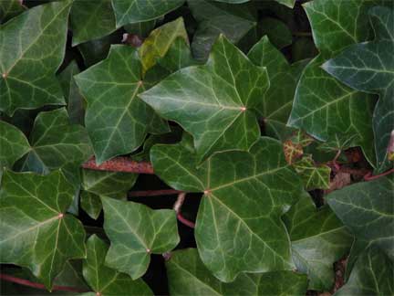 Hedera-helix-2