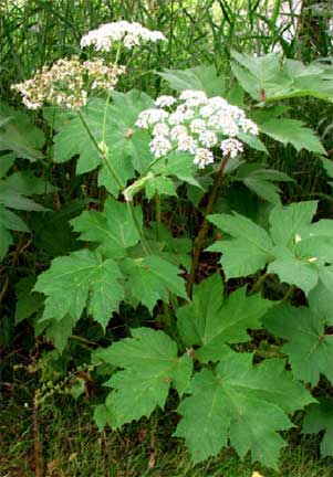 Heracleum-maximum-1