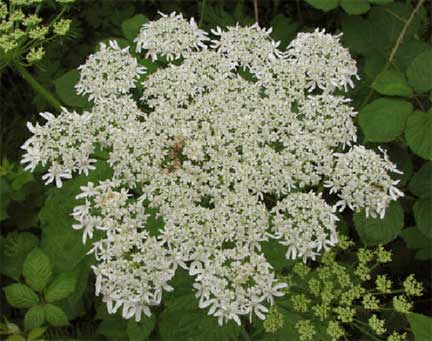 Heracleum-maximum-2