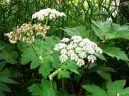 Heracleum-maximum-T