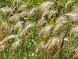 Hordeum